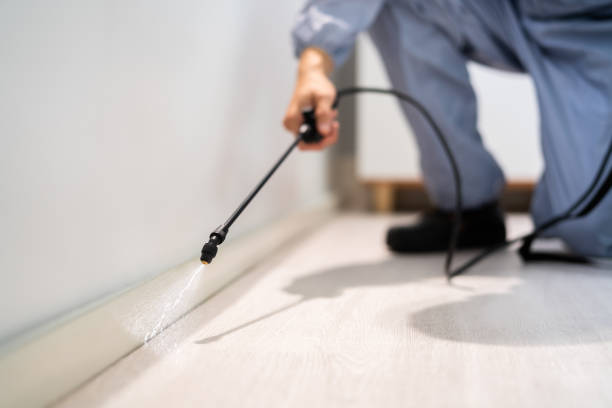 Best Flea Control Services  in Morgantown, KY