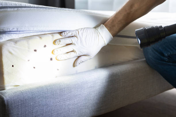 Best Wasp Removal Services  in Morgantown, KY