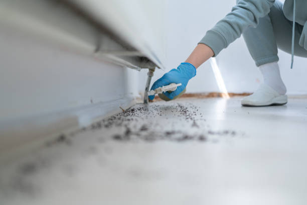 Best Affordable Pest Control Services  in Morgantown, KY